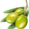 fresh olive